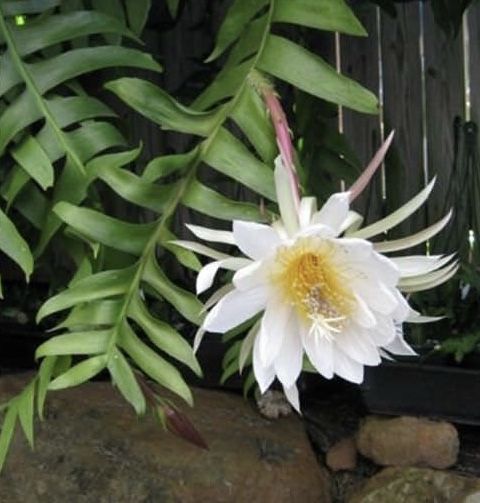 Epiphyllum chrysocardium, Epifillo , Epiphyllum a foglie di felce foto reali basket 14cm