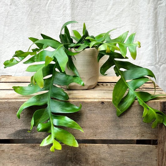 Epiphyllum chrysocardium, Epifillo , Epiphyllum a foglie di felce foto reali basket 14cm