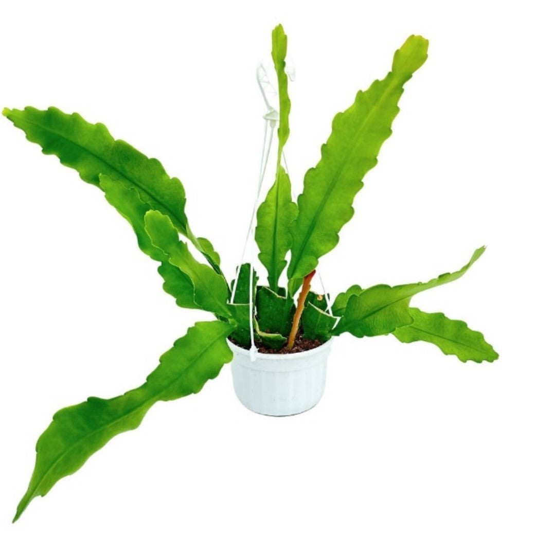 Cactus Orchidea Epiphyllum H 35