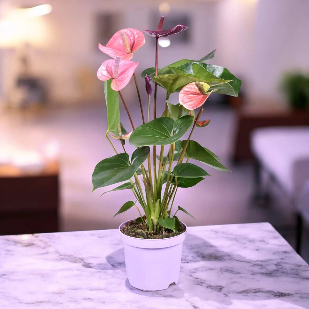 Gardenaria Anthurium andreanum 'Cavalli' - Pianta da interno ornamentale Altezza: 50 cm (vaso 14)