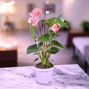 Gardenaria Anthurium andreanum 'Cavalli' - Pianta da interno ornamentale Altezza: 50 cm (vaso 14)