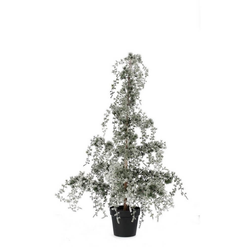 Pino Collalto innevato H120