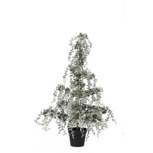 Pino Collalto innevato H120