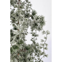 Pino Collalto innevato H120