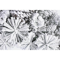 Corona Arves Innevata Diametro 40cm (6 Pezzi)