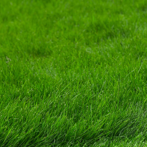 Concime Universale Blu 5 kg SBM