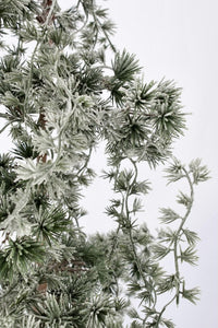 Pino Collalto innevato H120