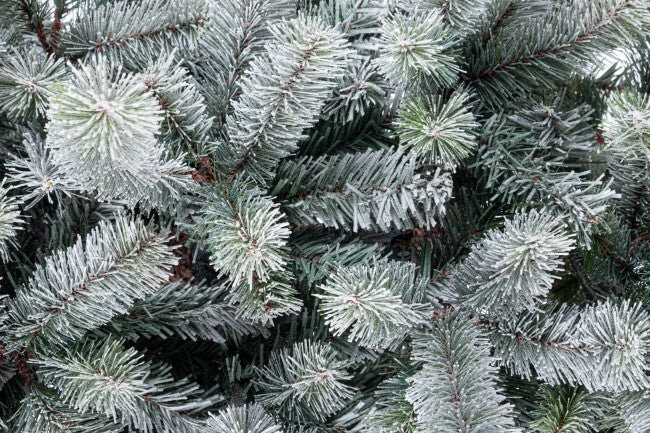 Albero di Natale Slim Serrone ghiacciato H210 con 918 rami