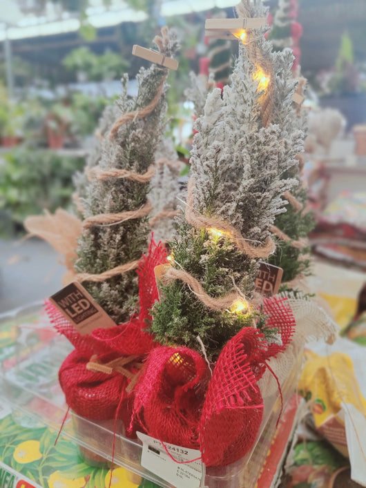 Ellwoodii, o Falso Cipresso,  con led versione natalizia H 32 CM Foto reali