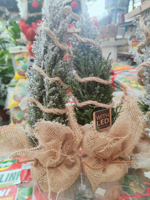 Ellwoodii, o Falso Cipresso,  con led versione natalizia H 32 CM Foto reali