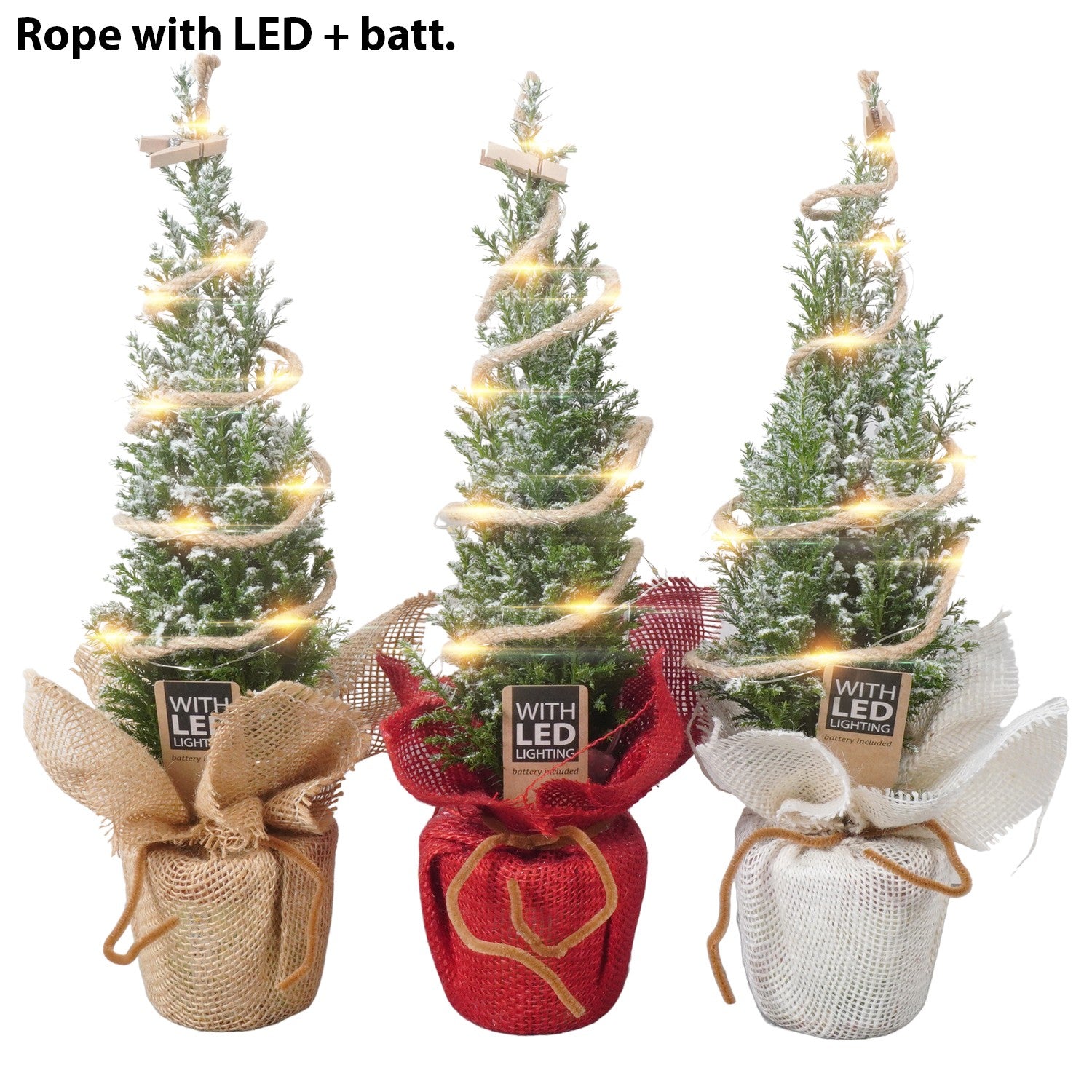 Ellwoodii, o Falso Cipresso,  con led versione natalizia H 32 CM Foto reali