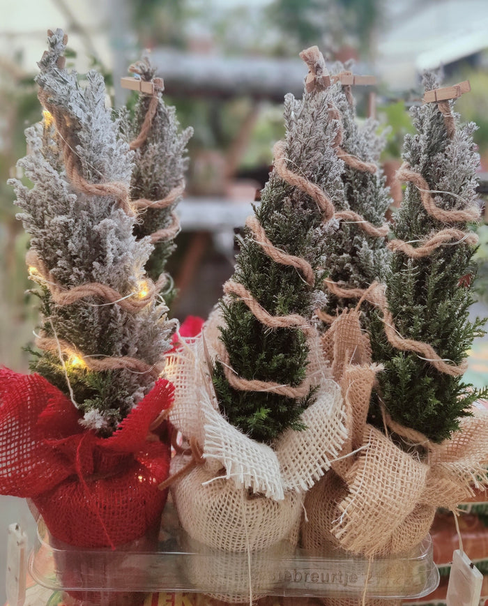 Ellwoodii, o Falso Cipresso,  con led versione natalizia H 32 CM Foto reali