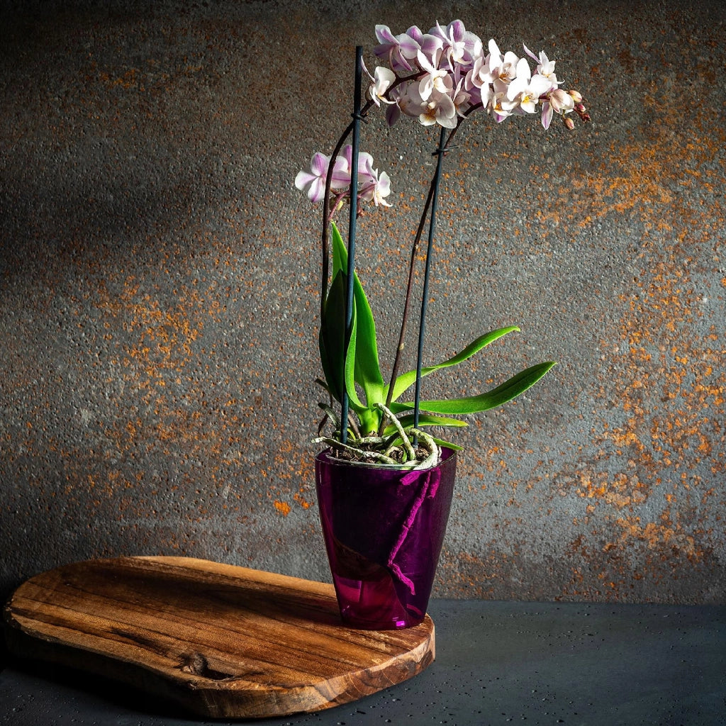 Coprivaso KADAX per orchidee, in plastica, viola, 9 cm