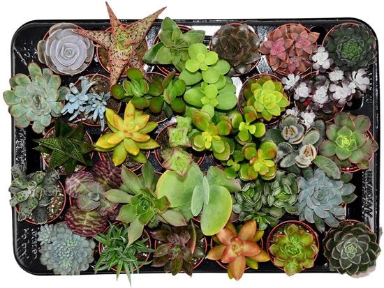 Mista Succulente - 30 Pezzi - Ø 5,5 cm Vaso per Piante - Altezza: 5-10 cm - Piante Succulente Reali - Pianta di Casa Facile da Curare - Spedita con Cura