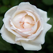Pianta Rosa Mariangela Melato, foto reali