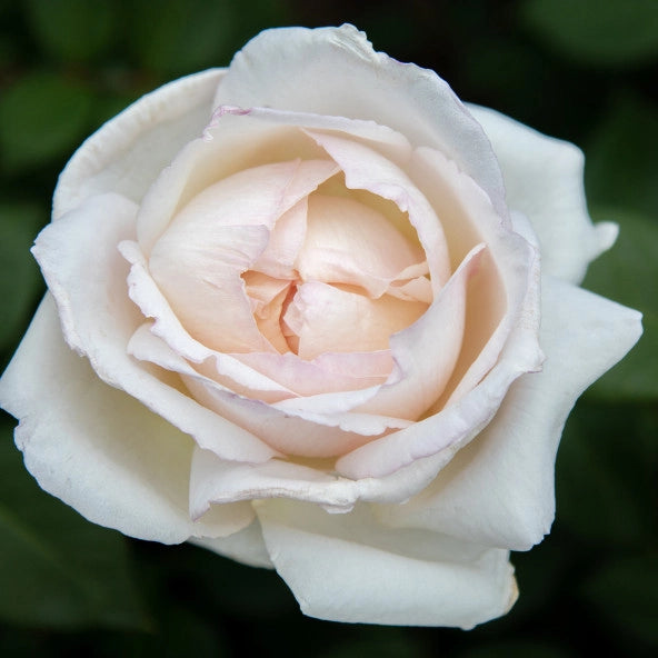 Pianta Rosa Mariangela Melato, foto reali