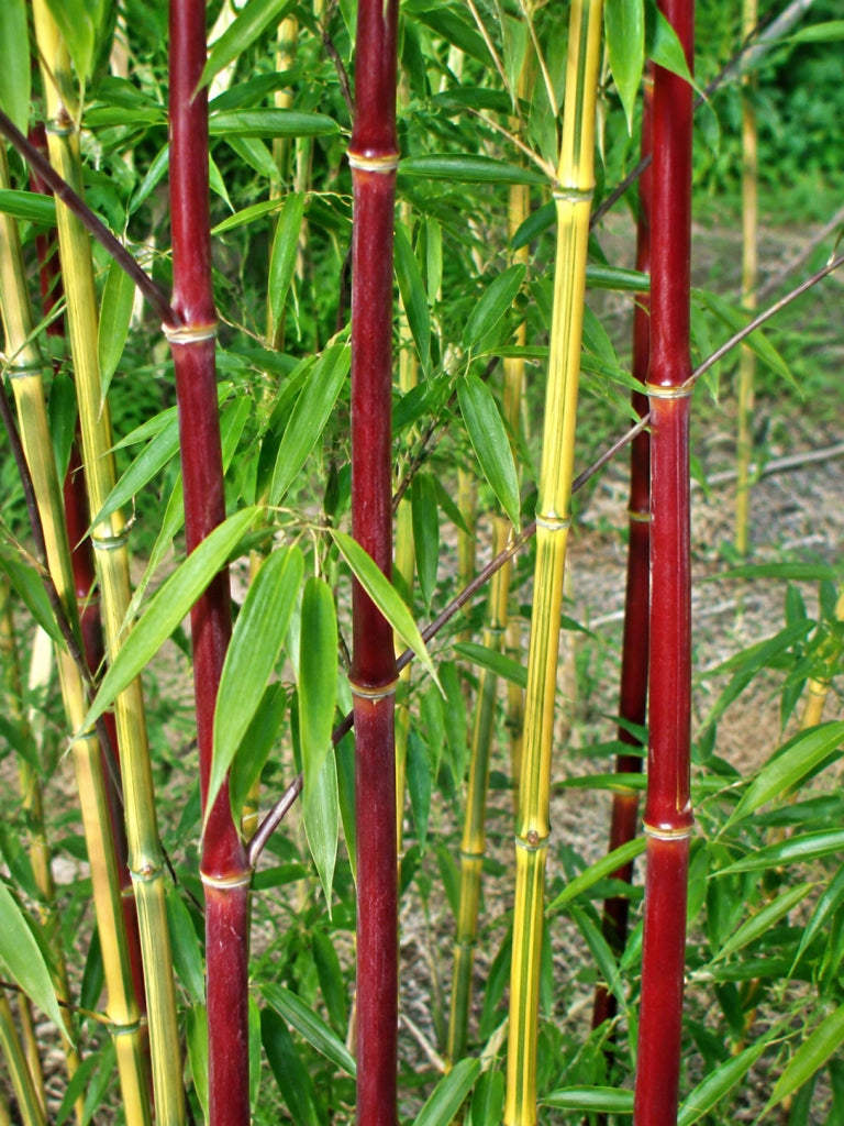 Gardenaria Bambù Giallo Striato - Phyllostachys aureosulcata 'Spectabilis' - Bambù ornamentale da esterno Altezza: 100/125 cm (vaso19)
