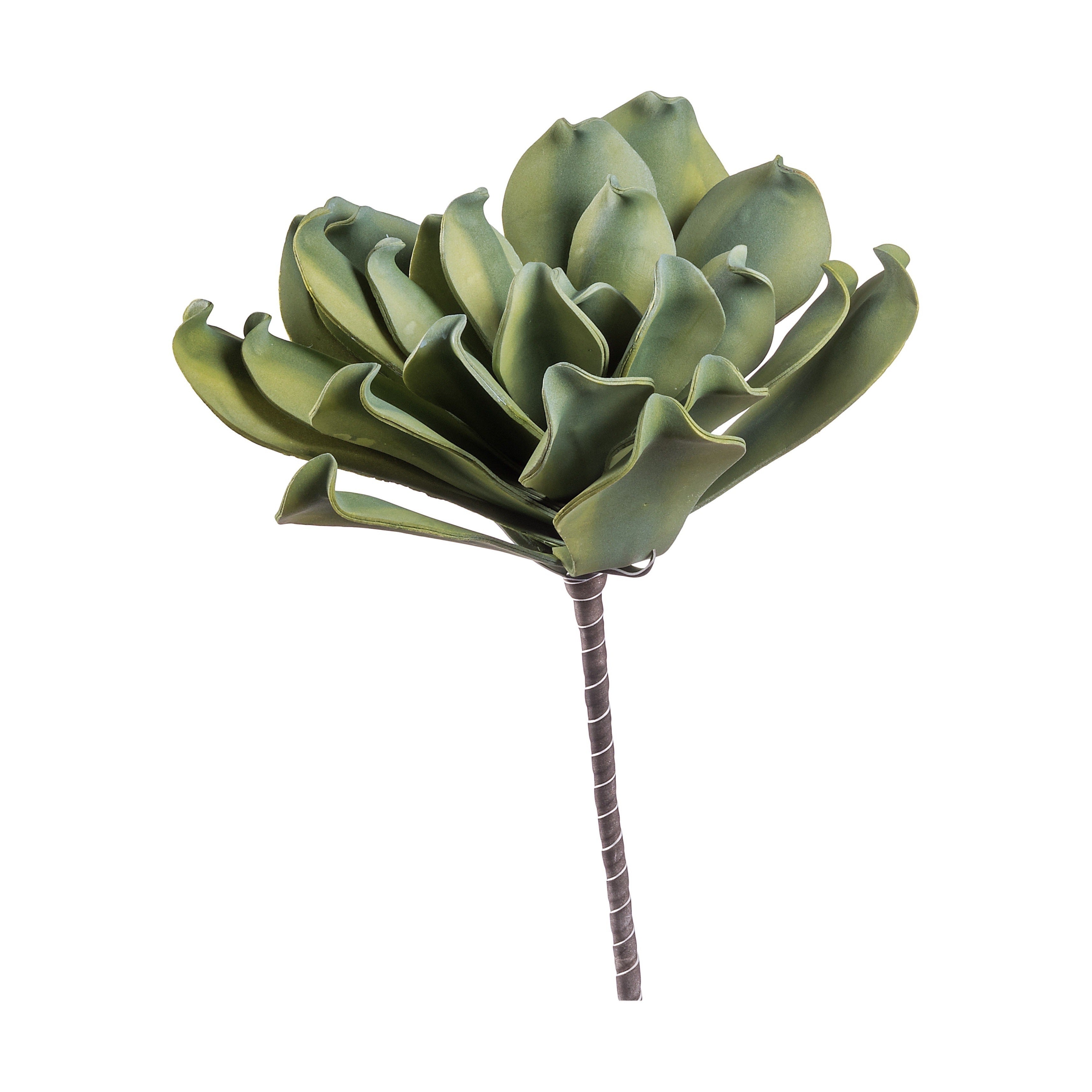 ECHEVERIA DECORATIVA 60CM