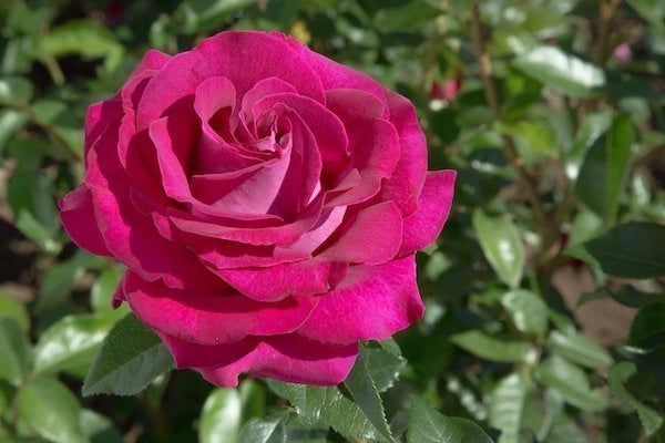 Rosa ‘Belles Rives’ – Rosa ornamentale profumata a fiore grande