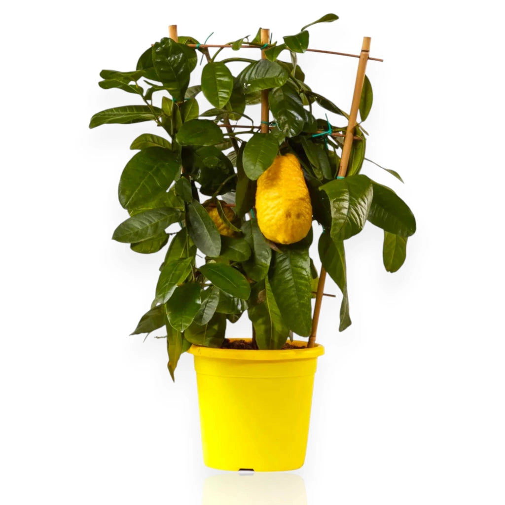 Gardenaria Cedro - Citrus medica - Pianta di agrume da frutto in vaso Altezza: 70/80 cm (vaso 22)