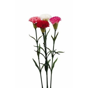 GAROFANO ASS4COL CM 65