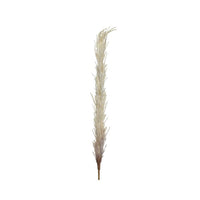 PAMPAS DECORATIVA CREMA H100CM