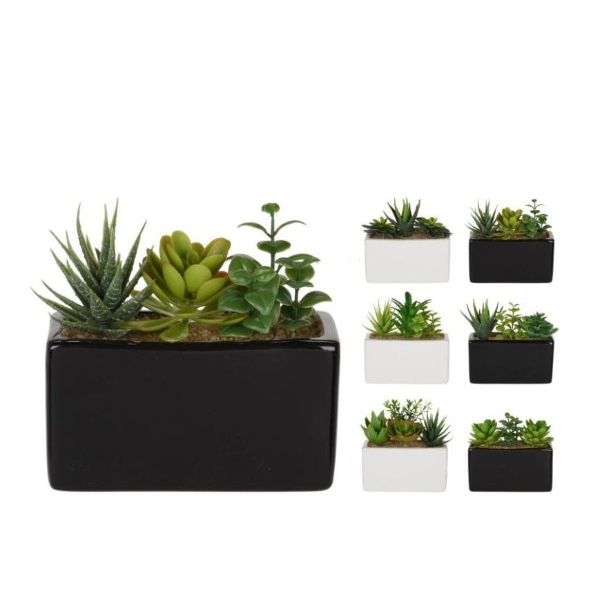 PIANTA GRASSA 15X8XH14CM IN VASO BIANCO / NERO