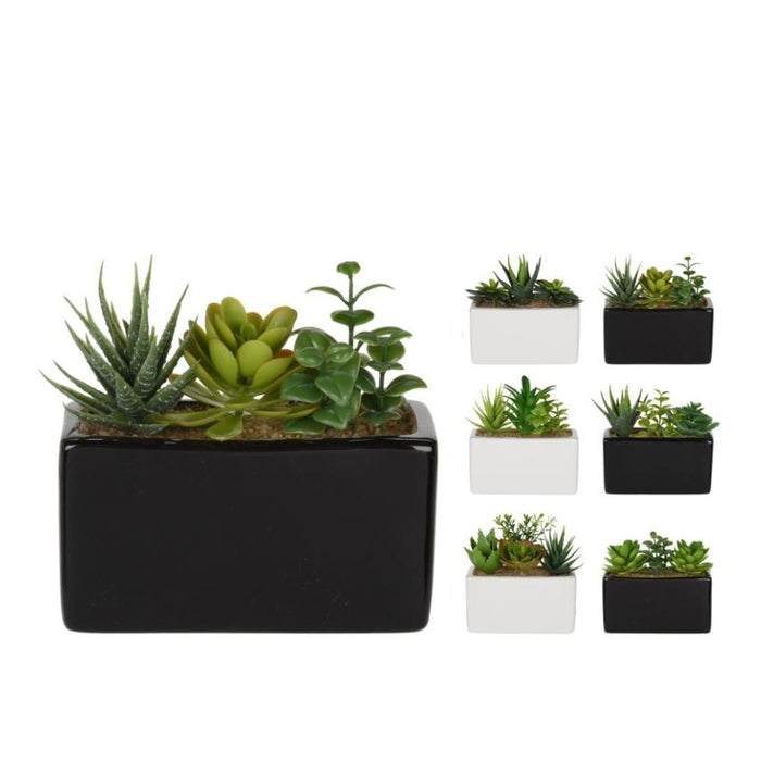 PIANTA GRASSA 15X8XH14CM IN VASO BIANCO / NERO