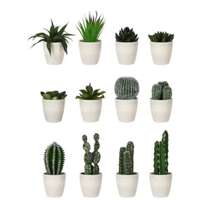 PIANTA GRASSA 10XH23CM IN VASO BIANCO