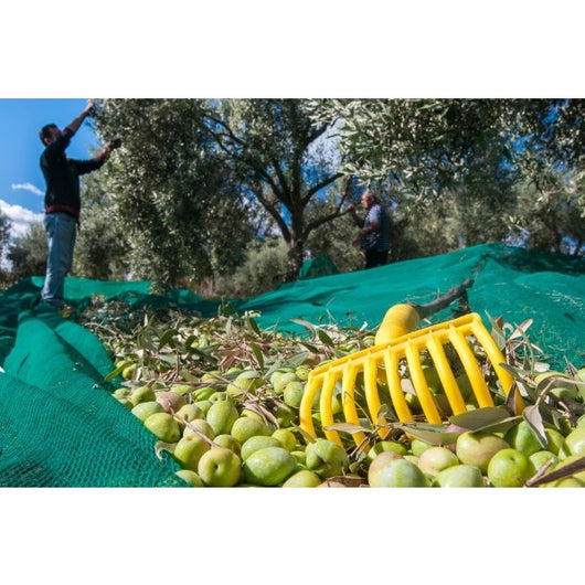 RASTRELLO 9 DENTI IN PLASTICA PER RACCOLTA OLIVE
