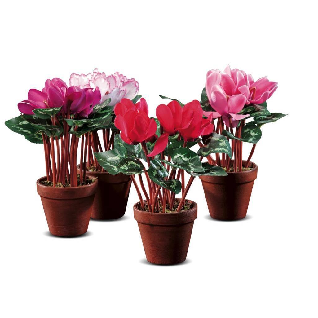 VASO CON CICLAMINI D.10.5XH25.5CM IN 4 COLORI