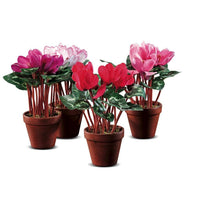VASO CON CICLAMINI D.10.5XH25.5CM IN 4 COLORI