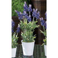 VASO CON LAVANDA D.10.5XH39CM IN 2 MODELLI