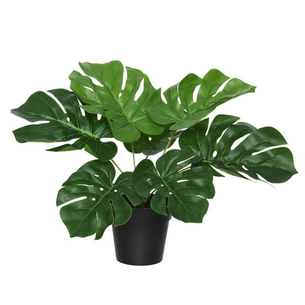 VASO CON MONSTERA D.25XH25CM