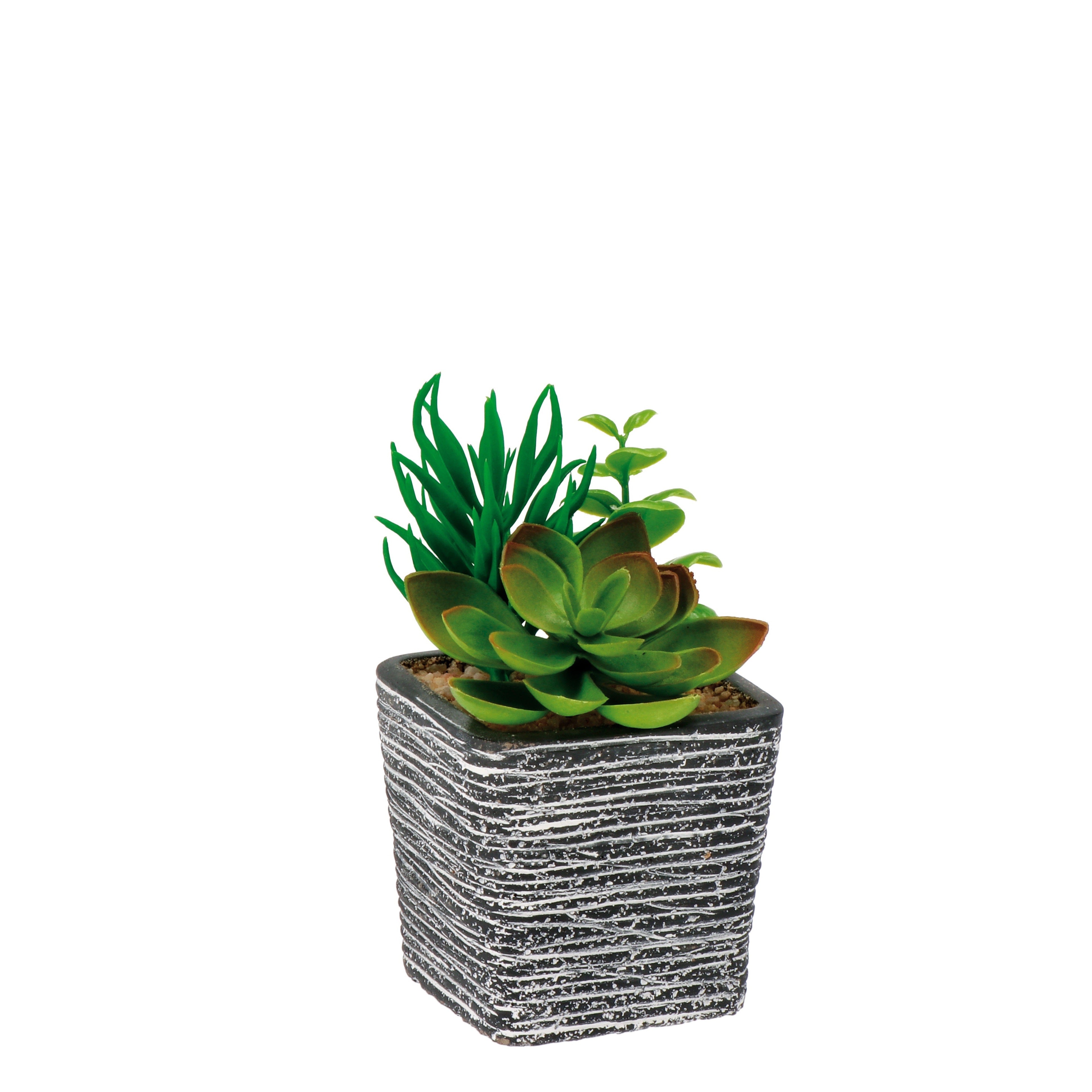 VASO CON PIANTE GRASSE 8X8XH14CM IN 4 COLORI