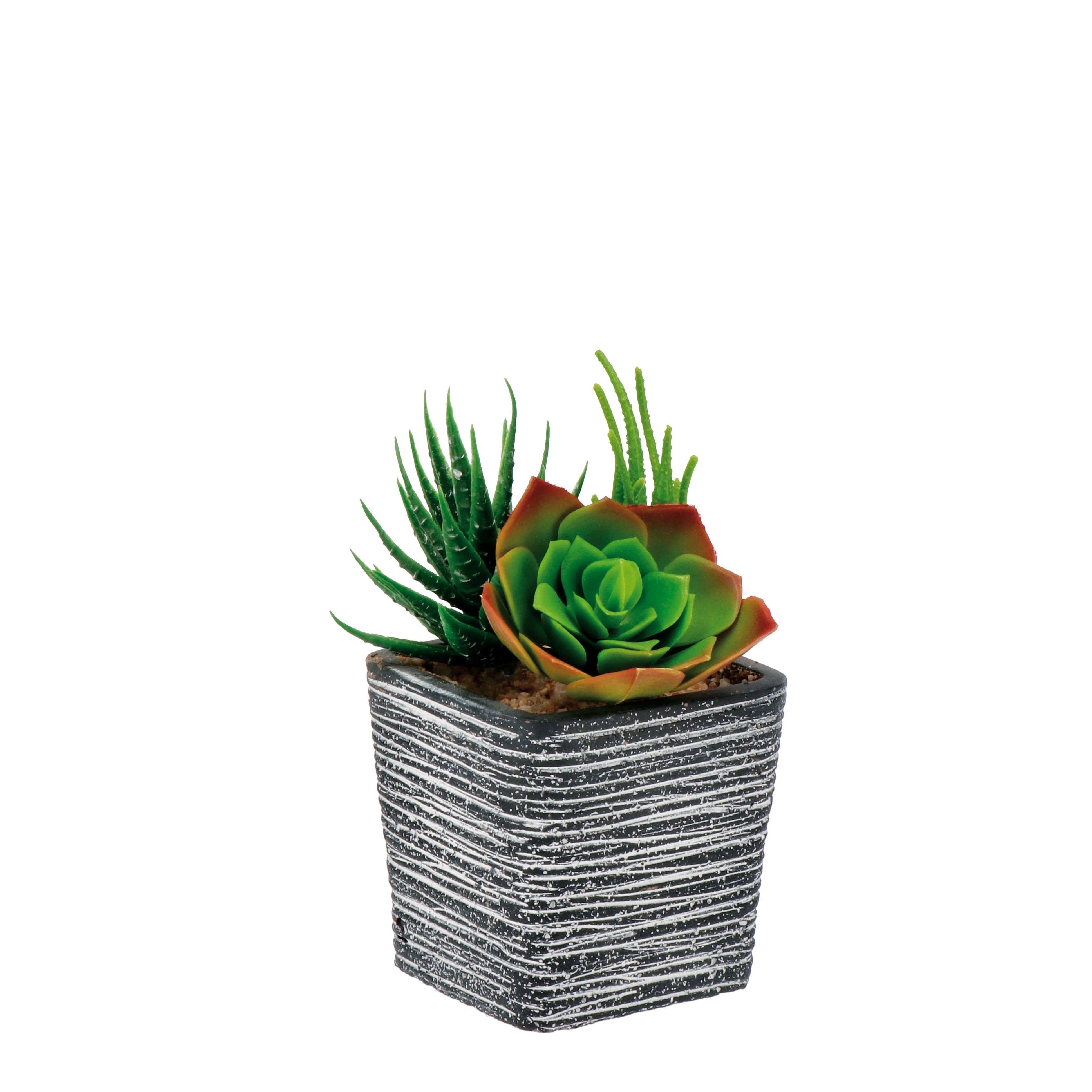 VASO CON PIANTE GRASSE 8X8XH14CM IN 4 COLORI