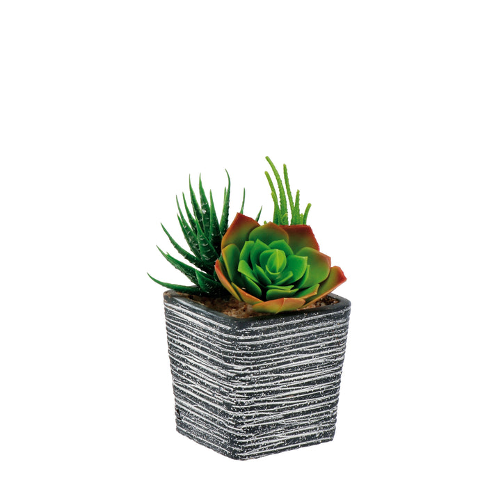 VASO CON PIANTE GRASSE 8X8XH14CM IN 4 COLORI