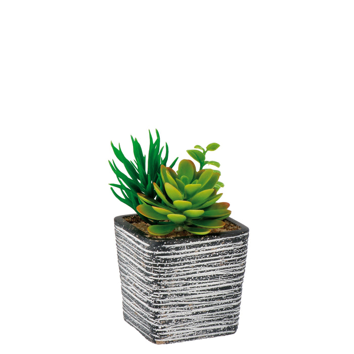 VASO CON PIANTE GRASSE 8X8XH14CM IN 4 COLORI