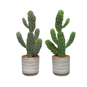 VASO IN TERRACOTTA CON CACTUS D.19XH48CM