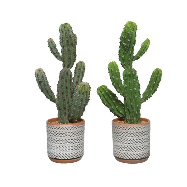 VASO IN TERRACOTTA CON CACTUS D.19XH48CM