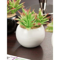 VASO +PIANTA GR D7,5X5,5H