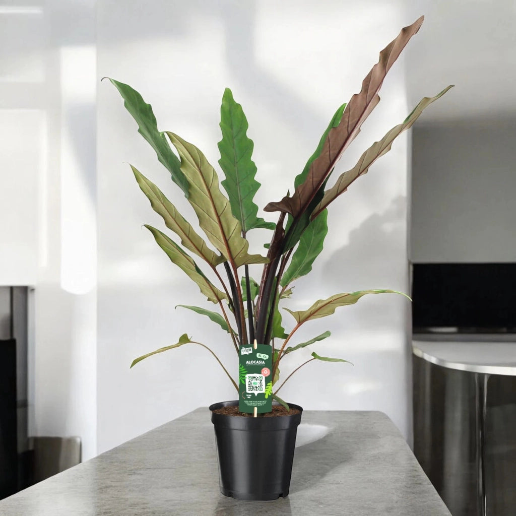 Gardenaria Alocasia lautebarchiana - Pianta da interno ornamentale Altezza: 80 cm (vaso 19)