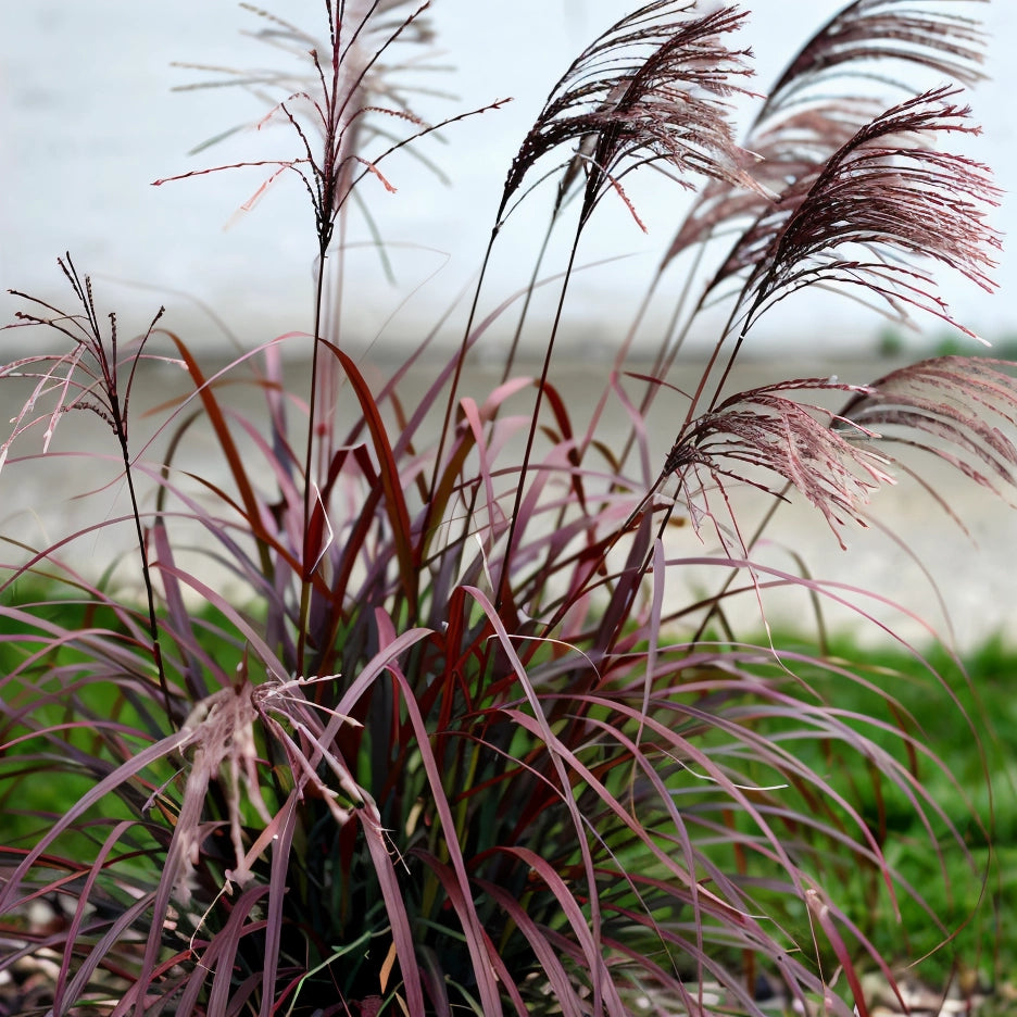 Gardenaria Miscanthus sinensis 'Red Chief' - Graminacea ornamentale da esterno Altezza: 120 cm (vaso 24)