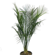 Macrozamia mountperriensis – Cicadea australiana rara sempreverde ornamentale