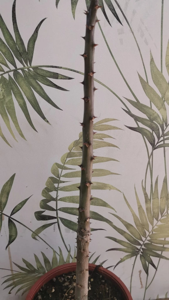 Pianta Pachypodium rutenbergianum succulenta caudiciforme 15 Metri Foto Reali