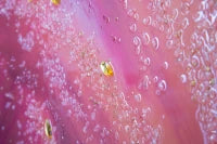 Stampa Su Tela Con Applicazioni -A- Flamingo Cm 80X3.8X120