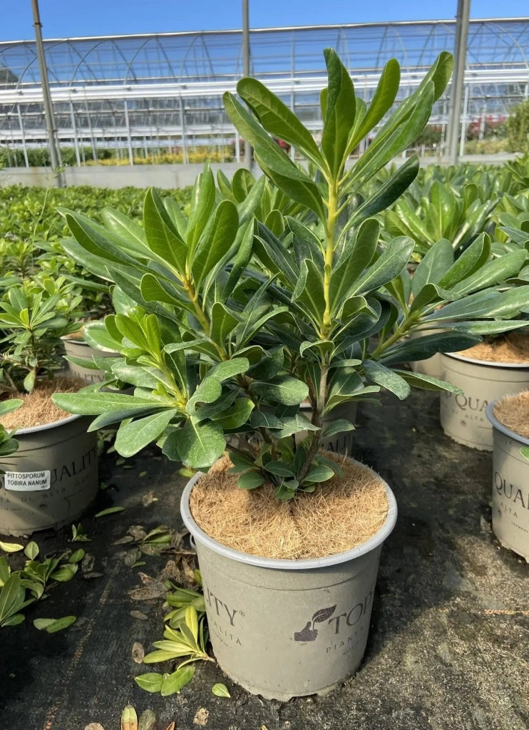Gardenaria Pittosporo - Pittosporum tobira - Arbusto ornamentale da giardino Altezza: 35/45 cm (vaso 18)