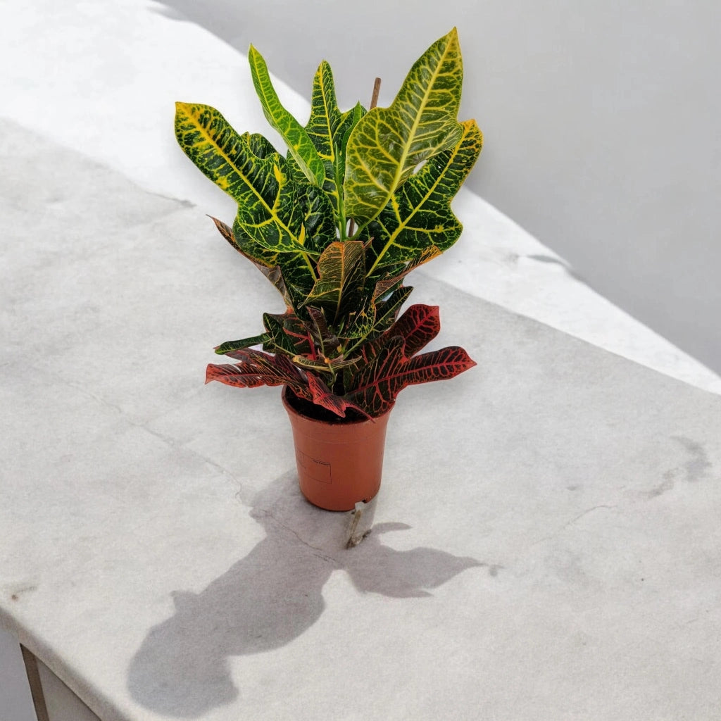 Gardenaria Codiaeum variegatum 'Excellent' - Pianta da interno ornamentale Altezza: 65 cm (vaso 19)