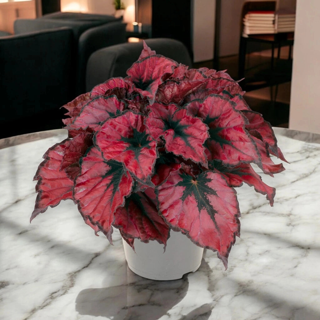 Gardenaria Begonia rex 'Kohala red' - Pianta da interno ornamentale Altezza: 25 cm (vaso 13)