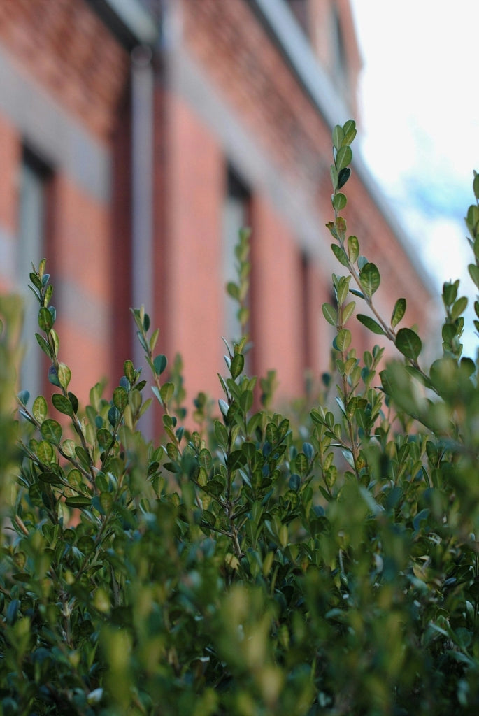 BUXUS PUMILLA (BOSSO) VASO 16